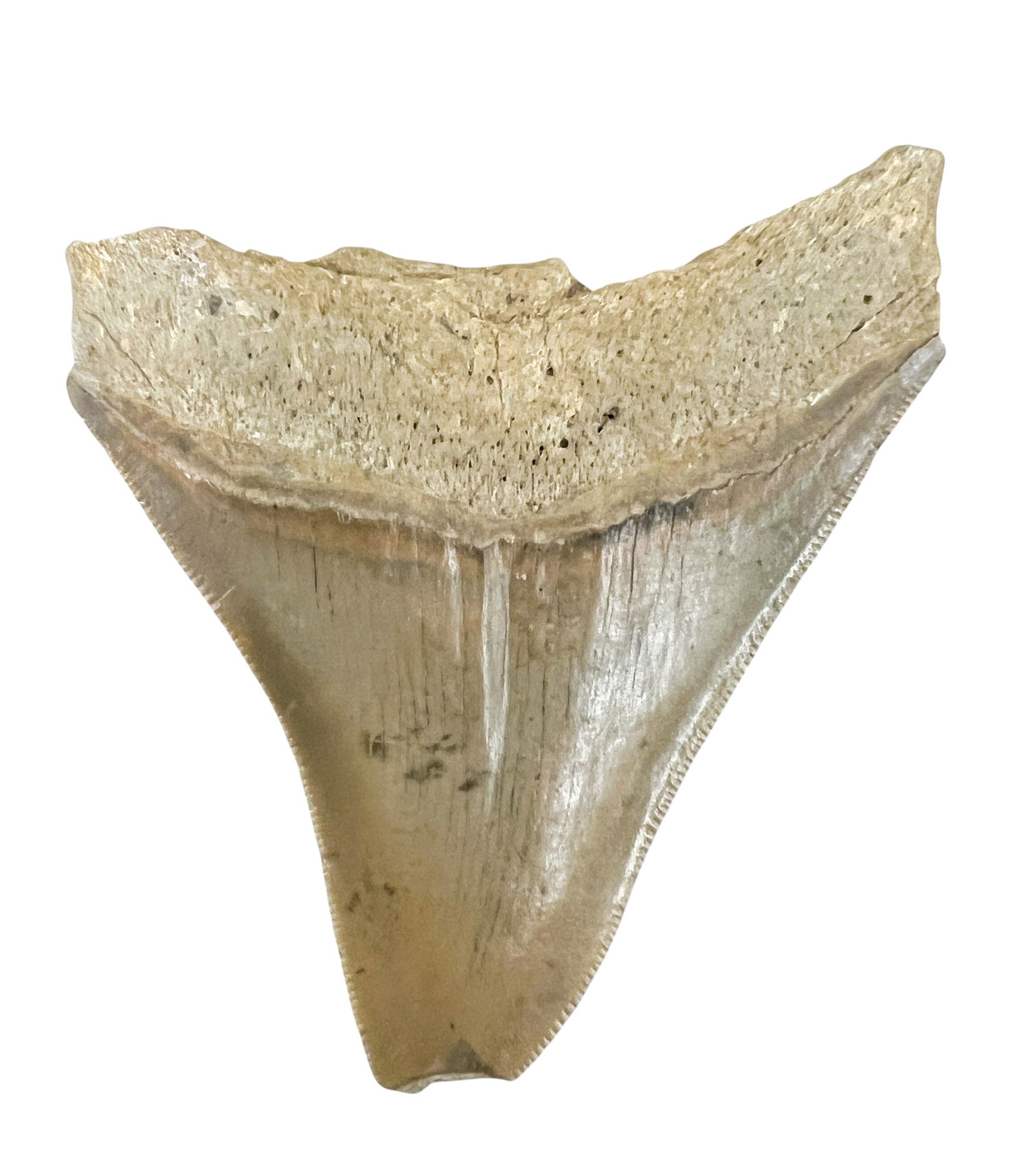 Ancient Megalodon Tooth Fossil - 2