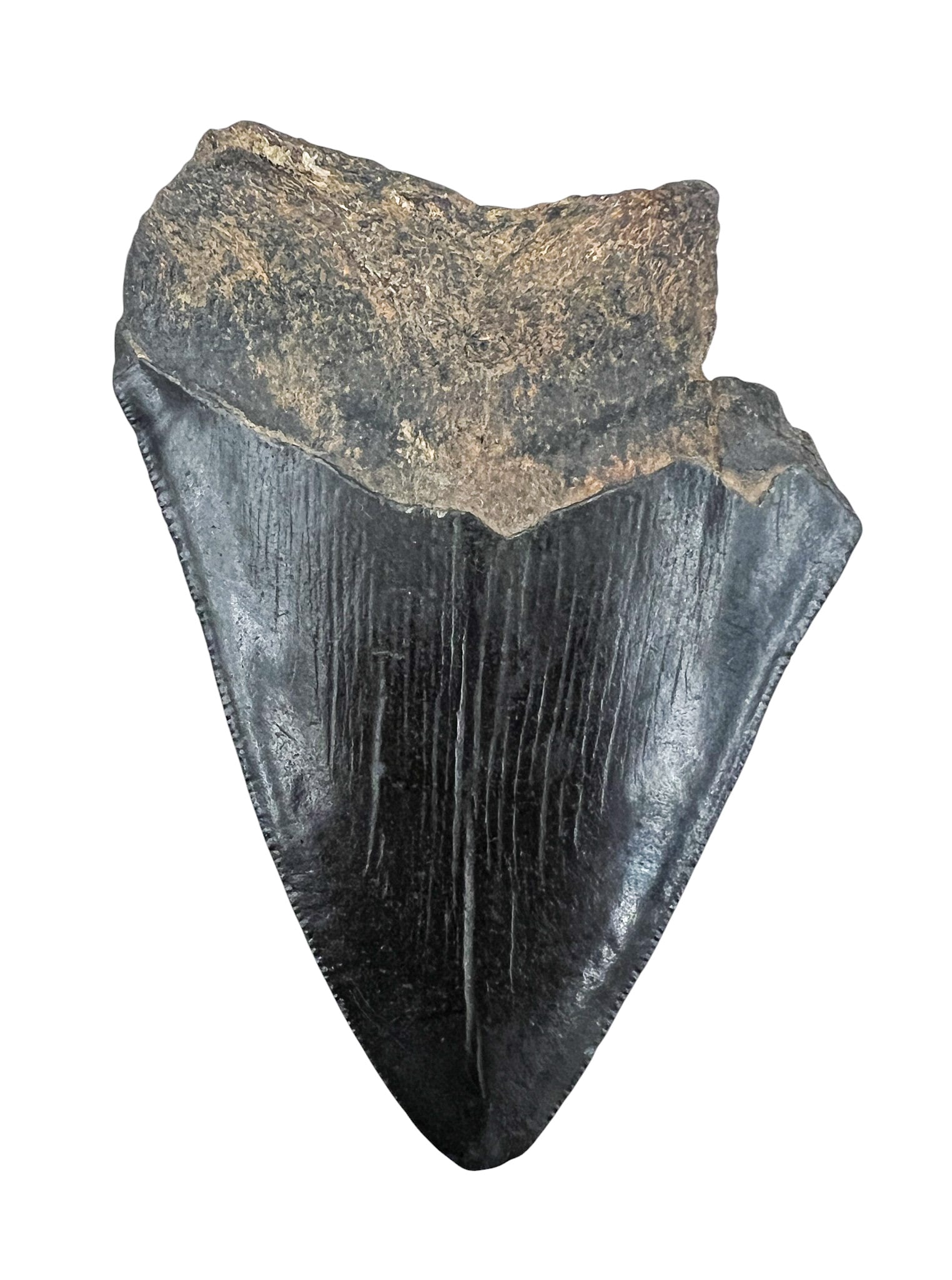 Ancient Megalodon Tooth Fossil - 2