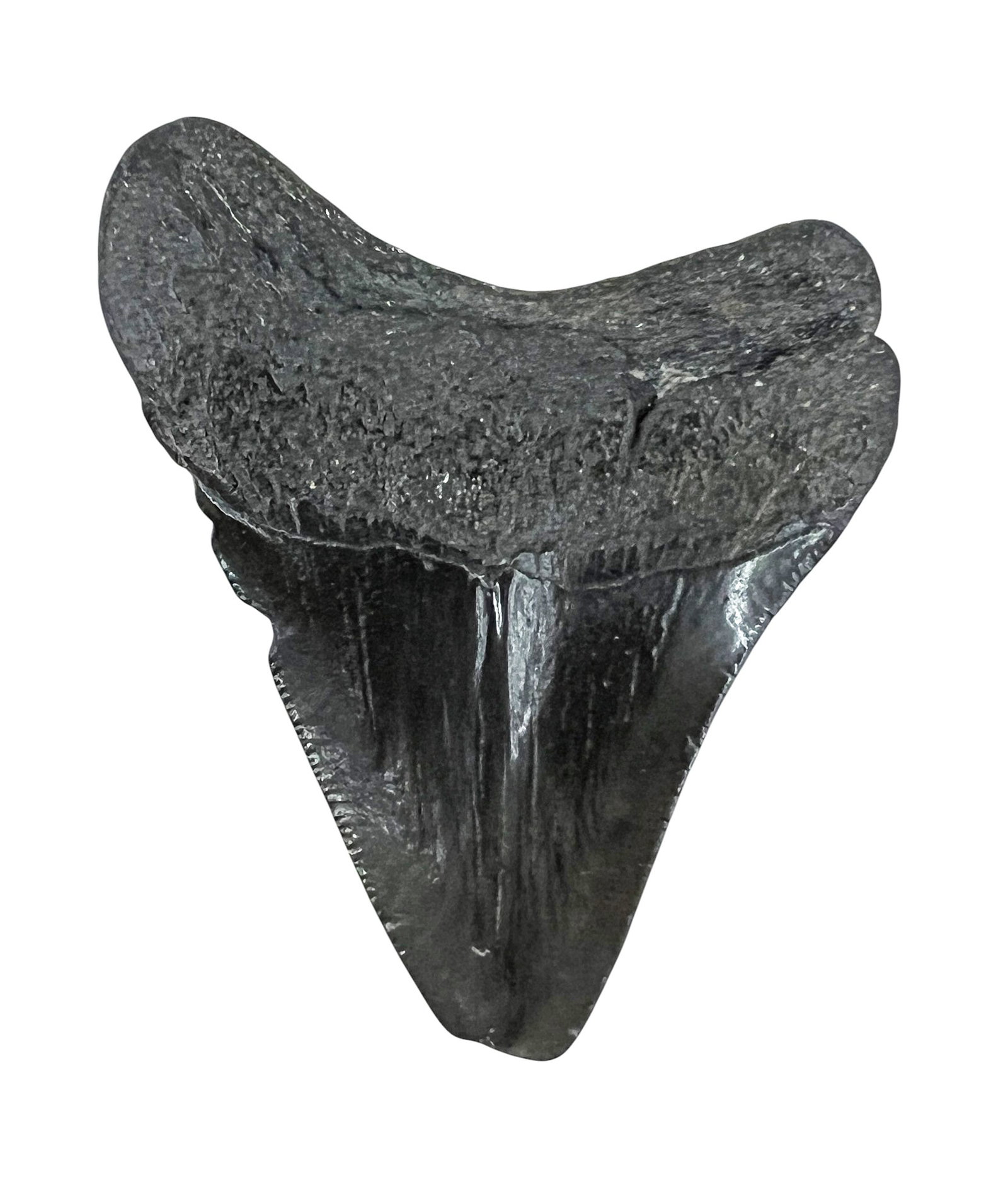 Ancient Megalodon Tooth Fossil - 2