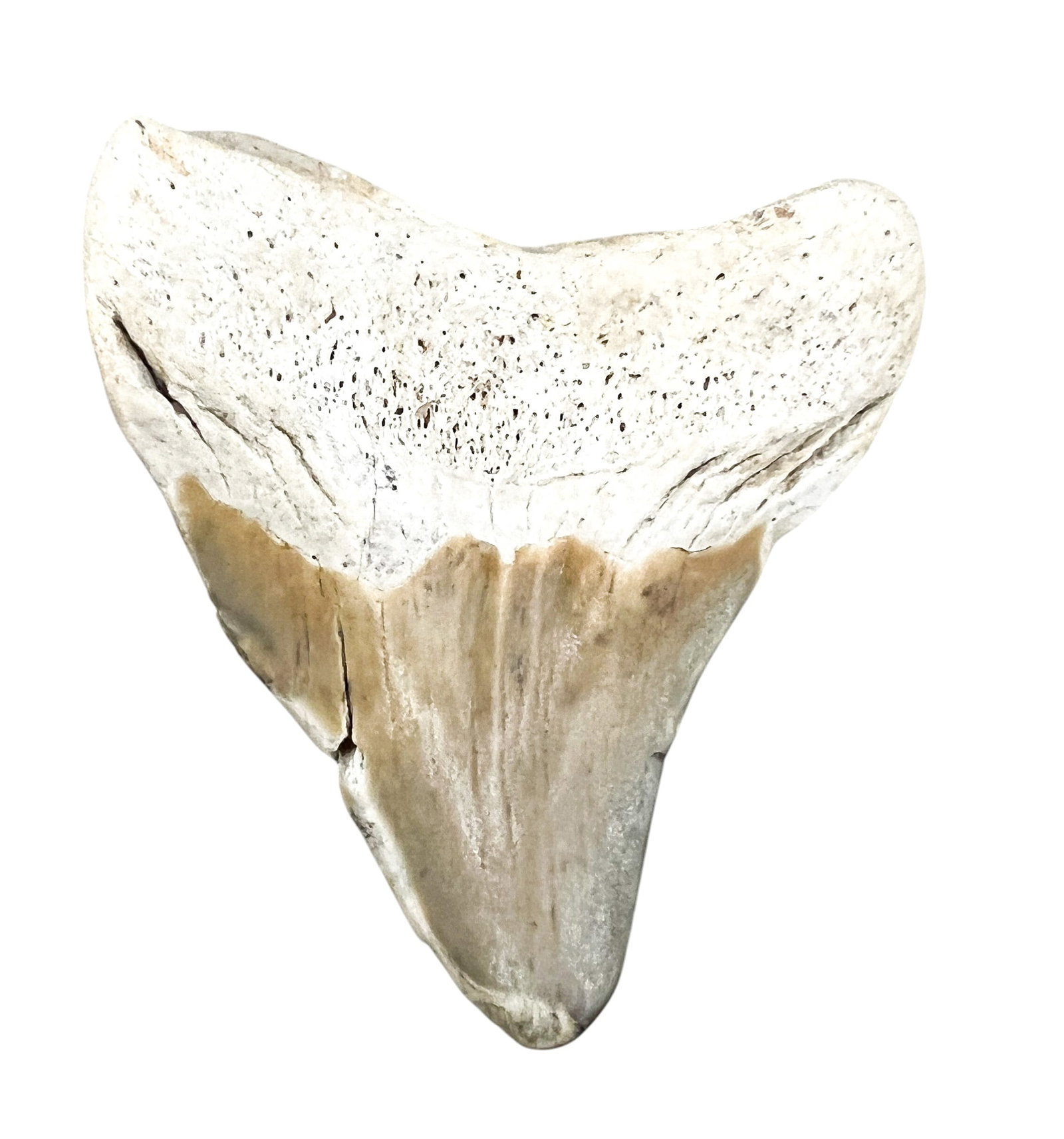 Ancient Megalodon Tooth Fossil - 2