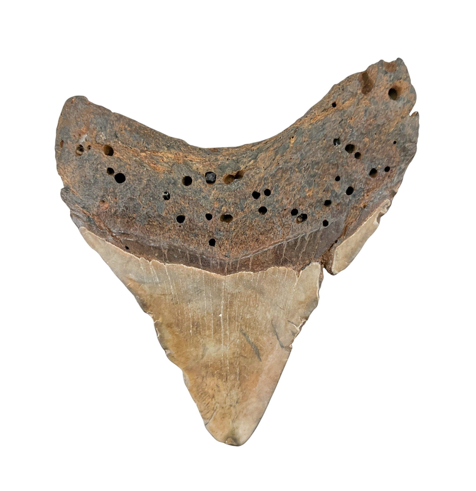 Ancient Megalodon Tooth Fossil - 2