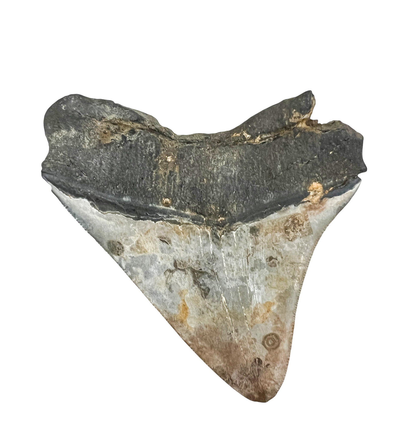 Ancient Megalodon Tooth Fossil - 2