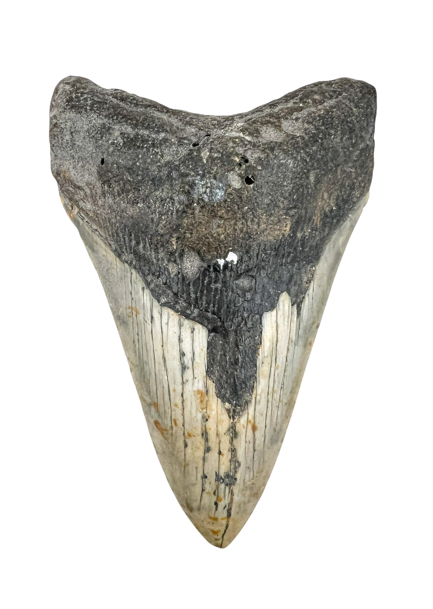 Ancient Megalodon Tooth Fossil (1 of 2)