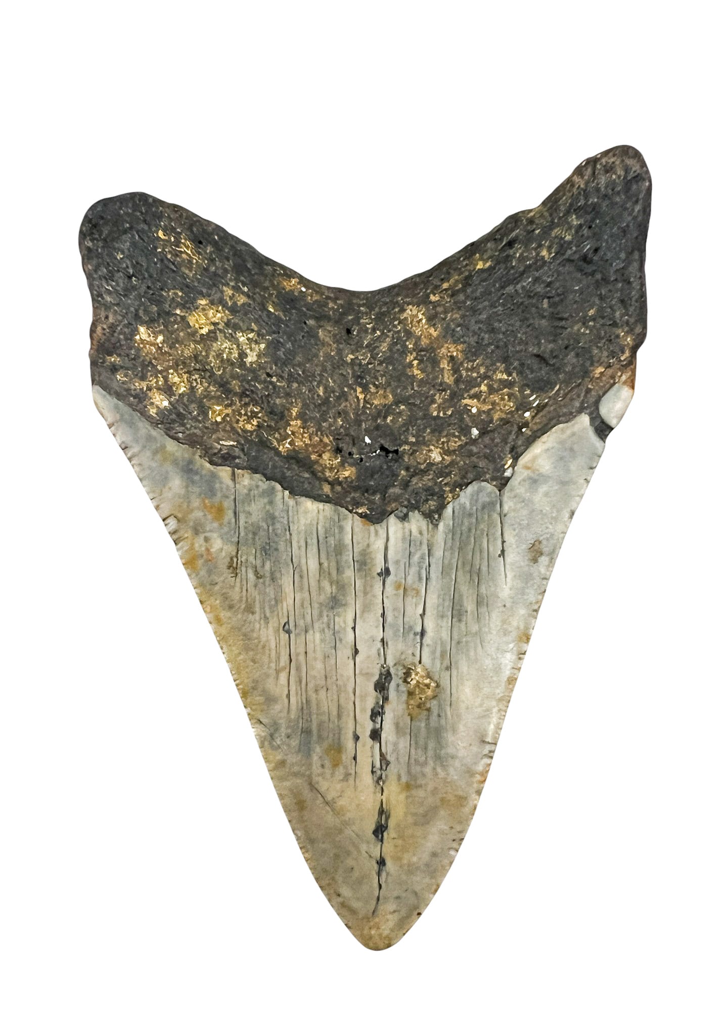 Ancient Megalodon Tooth Fossil - 2