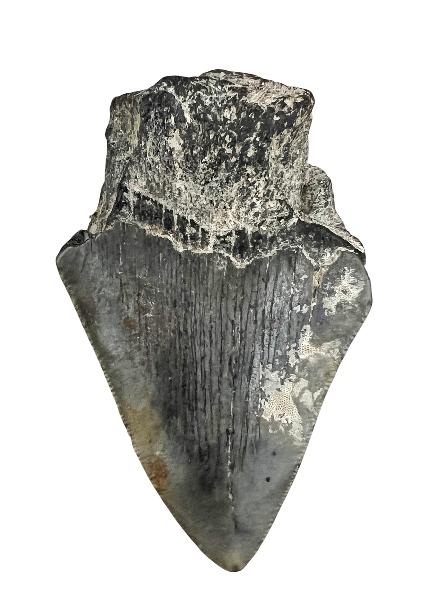 Ancient Megalodon Tooth Fossil - 2