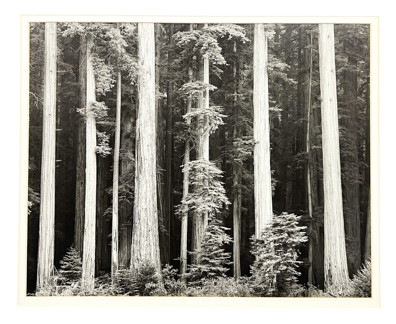 After Ansel Adams "Red Woods, Bull Creek Flat" Gelatin Silver Print: After Ansel Adams (1902-1984 California) "Red Woods, Bull Creek Flat" Gelatin Silver Print 9.5"x11.5" Image 17.5"x21" Framed. Unsigned. Excellent condition, not examined outside of framing.