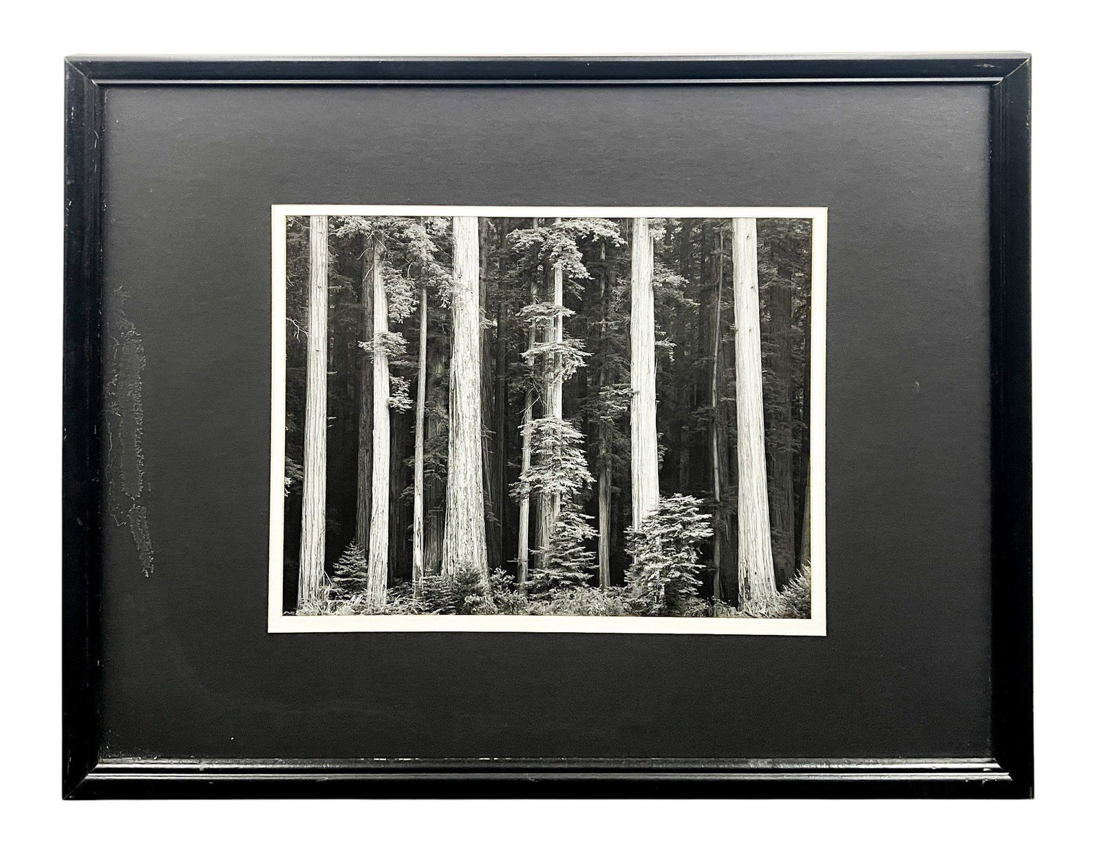 After Ansel Adams "Red Woods, Bull Creek Flat" Gelatin Silver Print - 2