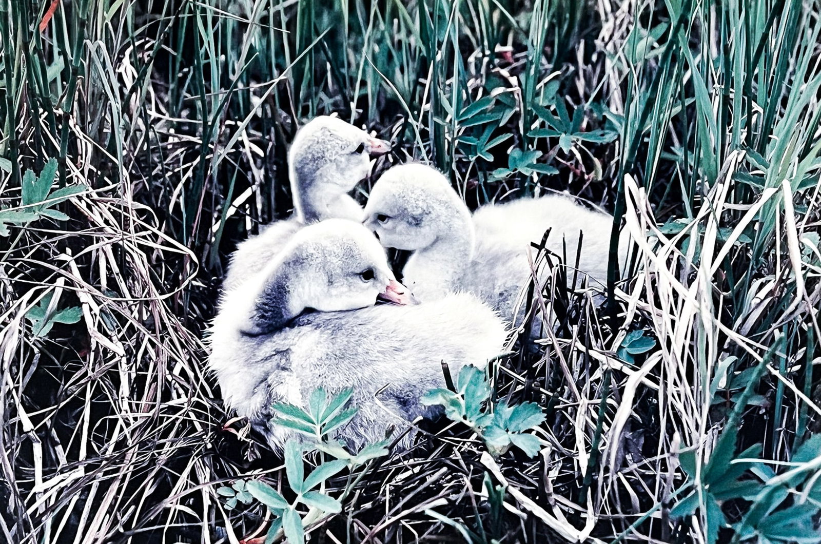 Art Wolfe "Goslings" 1989 C-Print (1 of 2)
