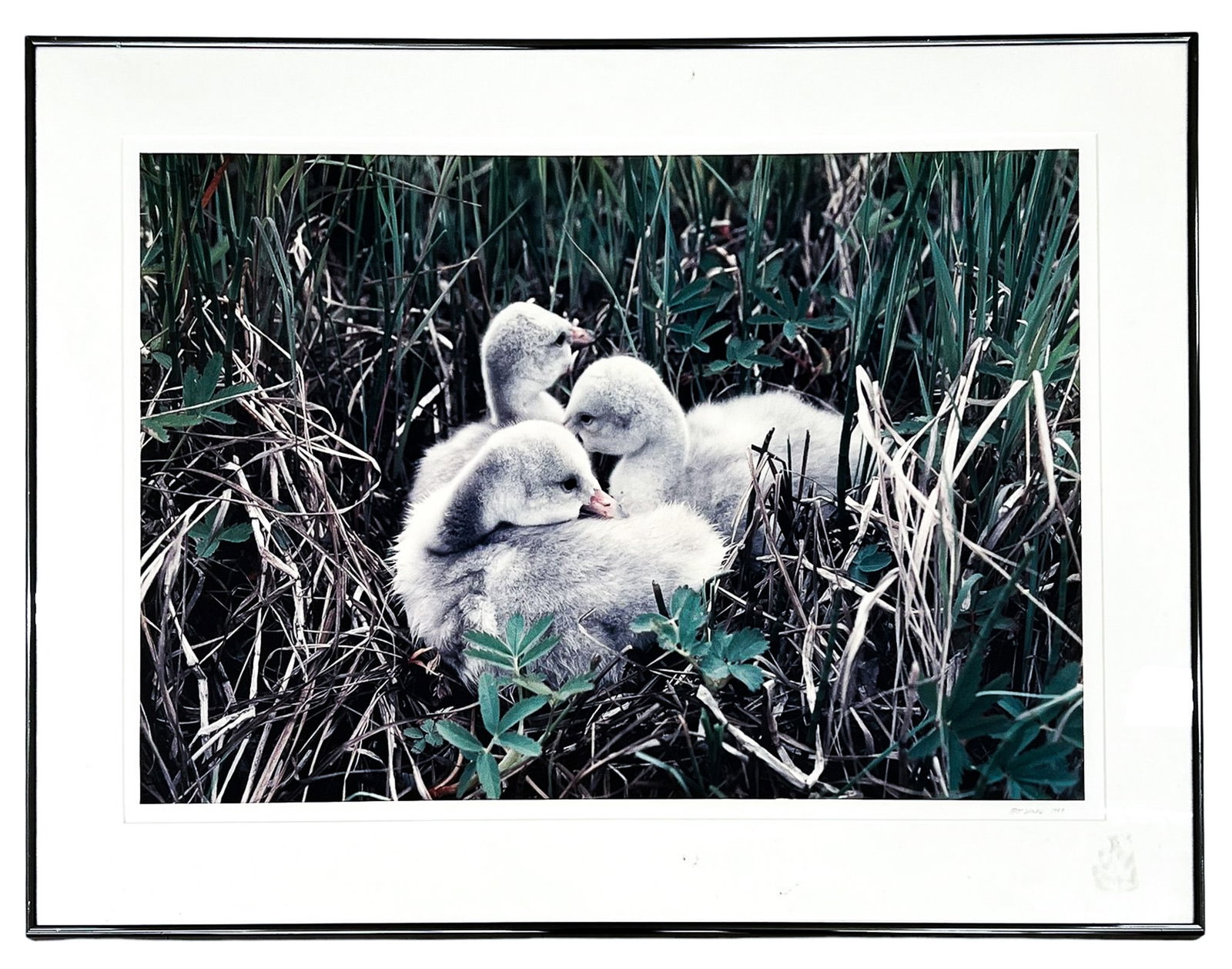 Art Wolfe "Goslings" 1989 C-Print - 2