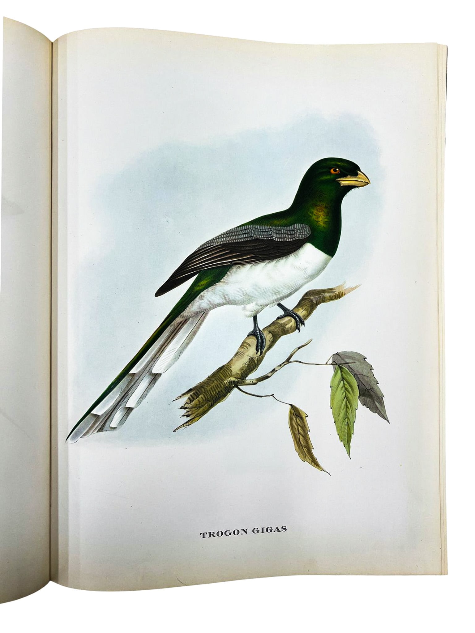 John Gould "Mr. Gould's Tropical Birds" 1955 Illustrated Book - 4