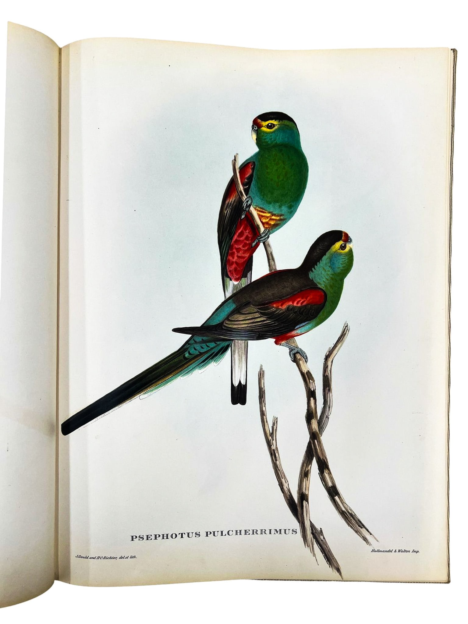 John Gould "Mr. Gould's Tropical Birds" 1955 Illustrated Book - 5