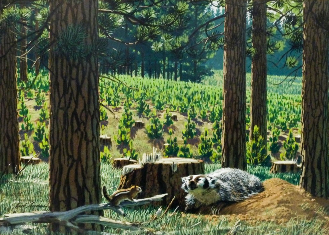 Jack Dumas (1915-1998 California) Badger and Ground: Jack Dumas (1915-1998 California) Badger and Ground Squirrel in Ponderosa Pine Gouache on Board 12.5''x17.5'' Sight. Total framed size 19''x24''. This group of wildlife illustration art was for use in