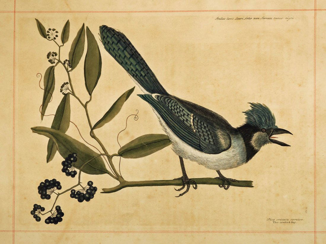 Mark Catesby (1683-1749 American/British) ''Pica: Mark Catesby (1683-1749 American/British) ''Pica Cristata Carulea'' (The Crested Jay) 1754 Color Engraving 14''x19.25'' Sheet. Comes with opposite book page no.15 explaining the image. Overall toning