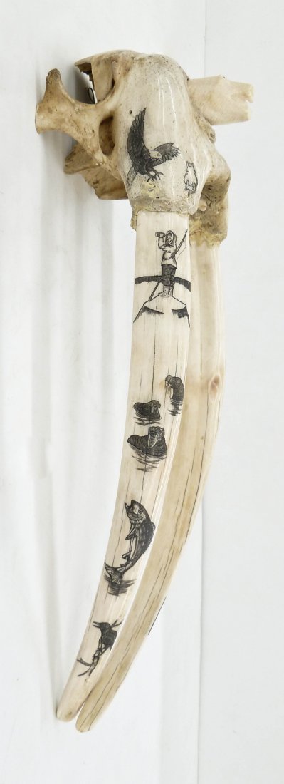 Joe Blatchford (1940-2009 Alaskan) Scrimshawed Ivory: Joe Blatchford (1940-2009 Alaskan) Scrimshawed Ivory Walrus Skull Sculpture 25''x8''. An ornately scrimshawed skull with various scenes of wildlife including bears, loons, fish, fox, walrus, and nativ
