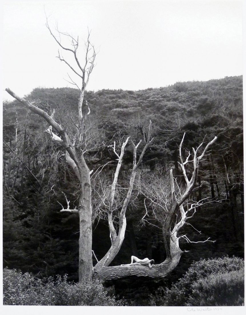 Cole Weston (1919-2003 American) Untitled Nude on Tree: Cole Weston (1919-2003 American) Untitled Nude on Tree Branch 1954 Silver Gelatin Print 9.75''x7.5'' Image. Pencil signed and dated lower margin. Total matted size 18''x15''. Excellent condition. Cole