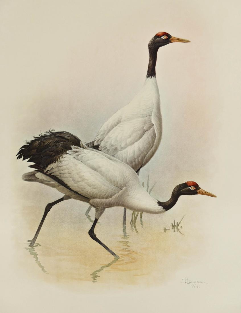 ''Rare Birds of China'' Collotype Print Portfolio by (1 of 10)