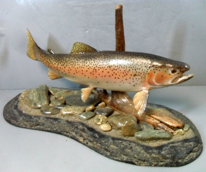 Taxidermy Maine Rainbow Trout: Choice Taxidermy Maine Rainbow Trout In Naturalistic Setting Naturally posed amongst stumpage and rocky bottom stream bed. 19" long x 17" long trout.