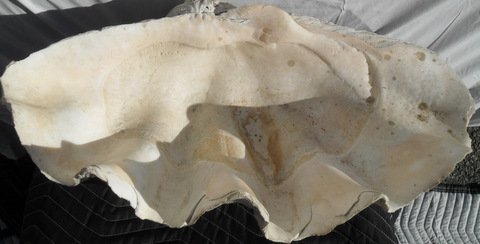 Rare South Seas Giant Clam Shell: Extremely rare no longer legally harvested. Prized by shell collects around the world. 26 1/2" x 16" x 11" tall
