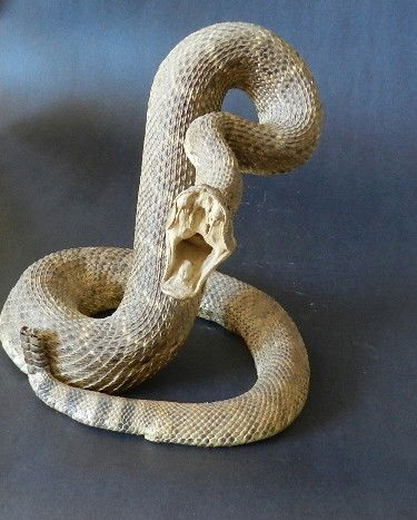 stuffed rattlesnake