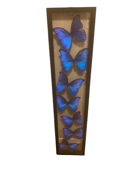 14 Genuine Peruvian Morpho Butterflies in Display Frame (1 of 4)