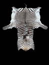 Zebra Taxidermy Rug