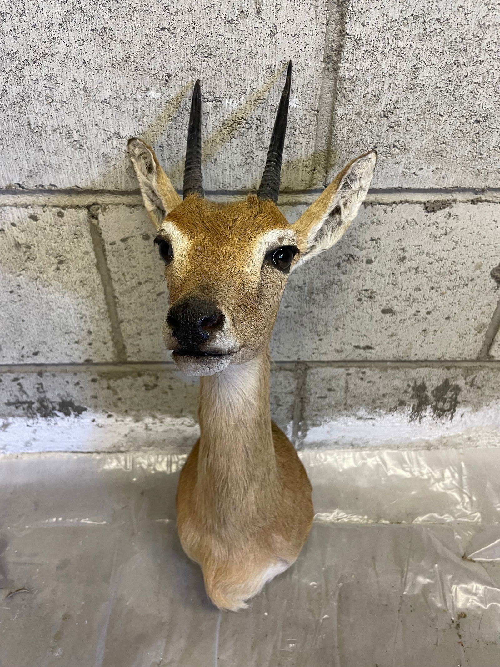 Steenbuck Taxidermy Shoulder Mount (1 of 4)