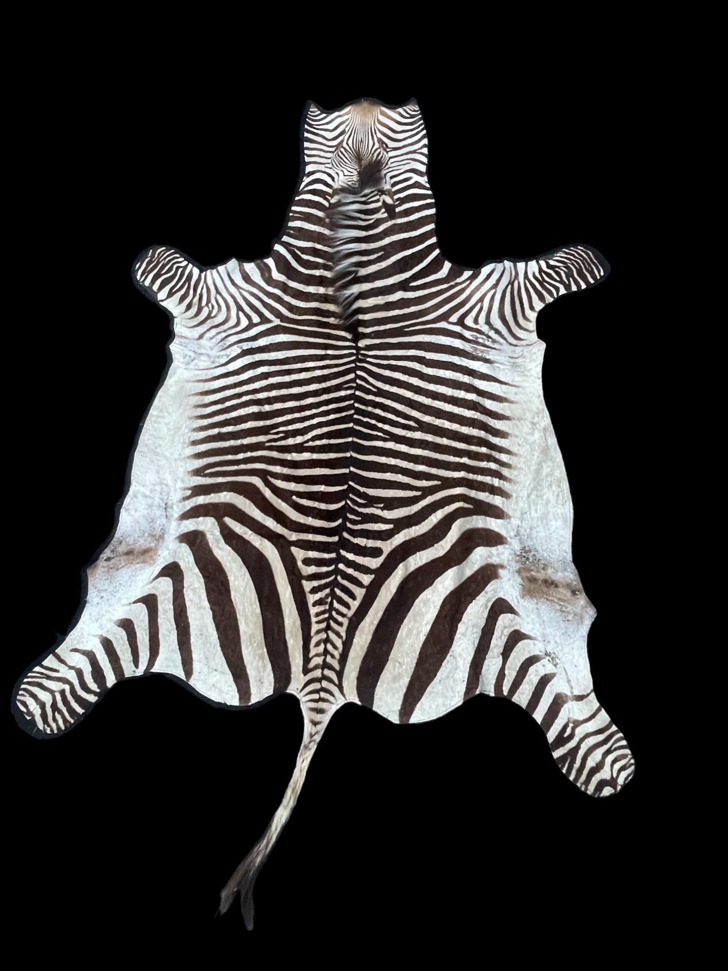 Zebra Rug African Taxidermy Authentic (1 of 9)