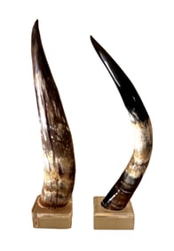 Large Steer Horns Mounted on Acrylic Bases, Pair