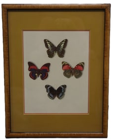 Display of 4 Mounted Butterflies