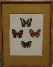 Display of 4 Mounted Butterflies
