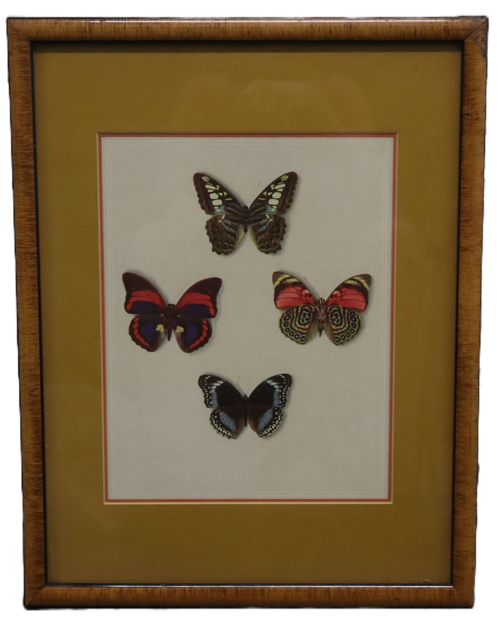 Display of 4 Mounted Butterflies (1 of 3)