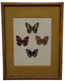Display of 4 Mounted Butterflies: Title: Mounted Butterfly Display Dimensions: Art - 11 x 9 in, Framed - 19 x 15 x 1 in Description: A collection of four beautifully preserved and mounted butterflies, showcased in a protective display