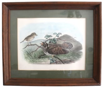 Cuckoo Bird Print, Framed