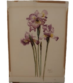 David Kirsch, 20th/21st Century, Iris Watercolor Painting, Original, Signed, Titled