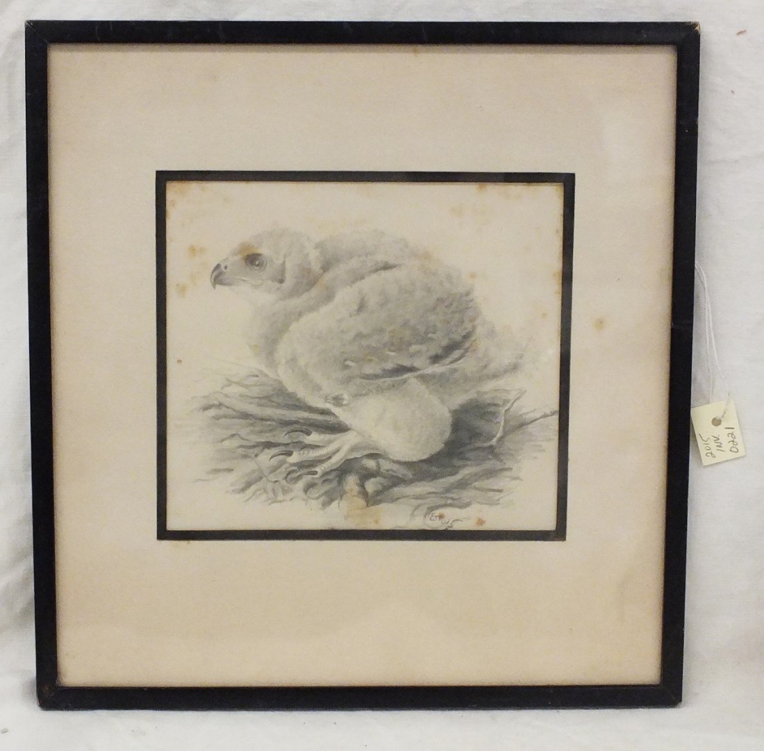 "Young Chick" Pencil sketch 231: Young Chick Pencil sketch, framed, under glass. Signed illegibly lower right, Provenance on the back: "Property of Mrs. J. E. Thayer. Deaccessioned from the EcoTarium museum, Worcester, MA. For more i