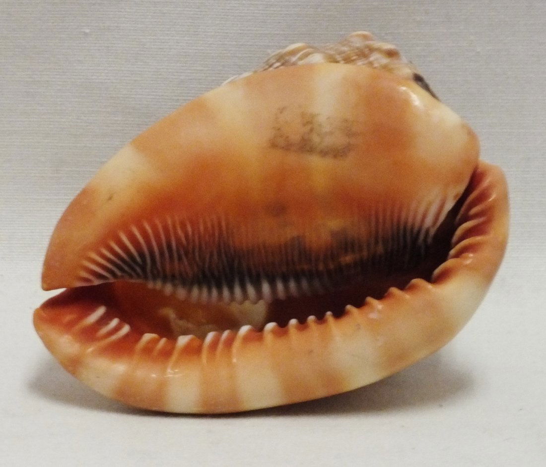 Italian shell with carved cameo (1 of 5)