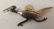 3 Sterling Silver Mexican Bird Pins - 4