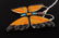 Zuni Butterfly Pin - 3
