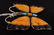 Zuni Butterfly Pin - 5