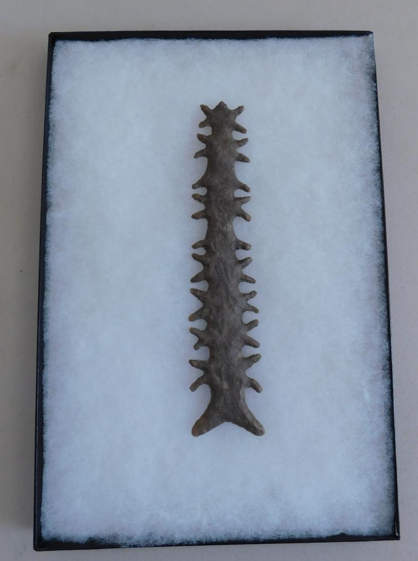 Large Tussinger Eccentric Blade: Large Tussinger Eccentric Blade, circa 1920s. Made of chert, the item measures 2" x 8". Oklahoma. Once on display at the Oral Roberts University Museum. One of the largest of the Mack Tussinger re-chi