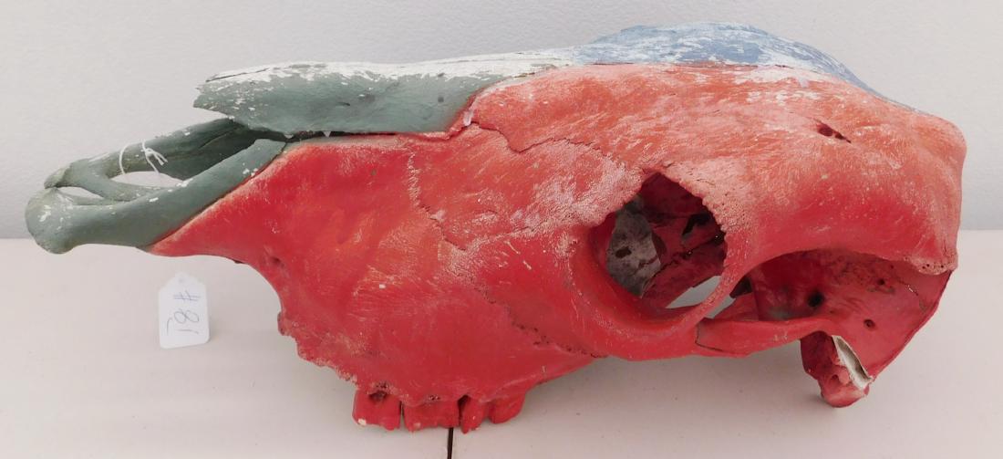 Painted Skull Trail Marker: Painted Skull Trail Marker, c. 1950s. Made of cow skull bone and paint, the item measures 19" x 8" x 7". Montana. Plains Indian. Condition: Few teeth missing, no jaw, needs cleaning, see images. Shipp