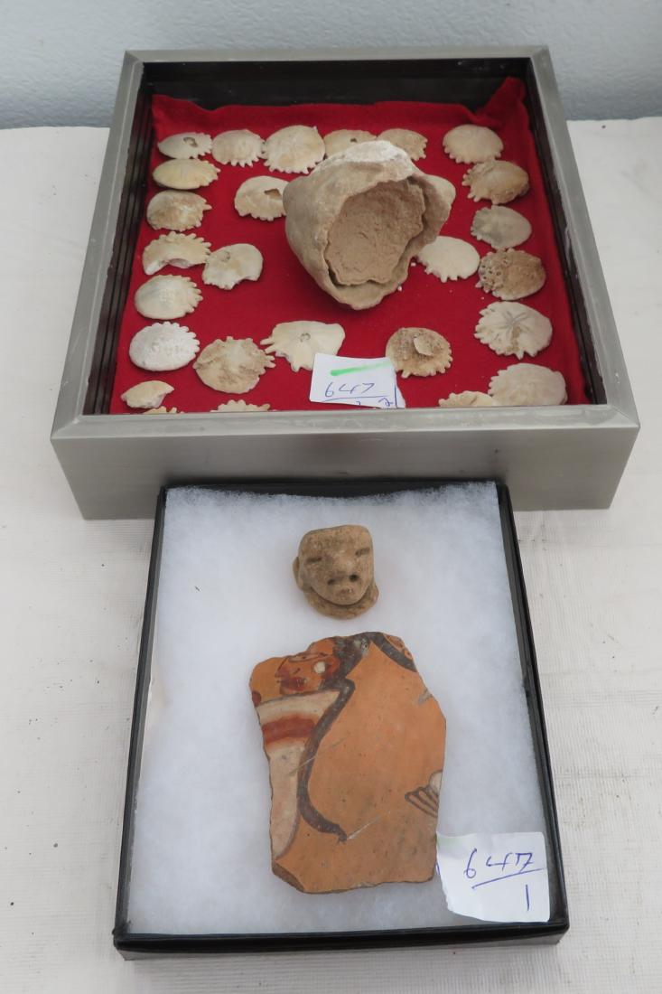 Ocean Fossils & Mayan Artifacts: Ocean Fossils & Mayan Artifacts, c. 1500+ years old. Made of shell, clay and paint, the Mayan shard measures 3". Yucatan. Frames included. Condition: As found, see images. Shipping: $30.00 w/insurance