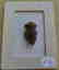 Pre-Columbian Whistle Effigy