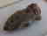 Pre-Columbian Whistle Effigy - 2