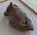 Pre-Columbian Whistle Effigy - 4