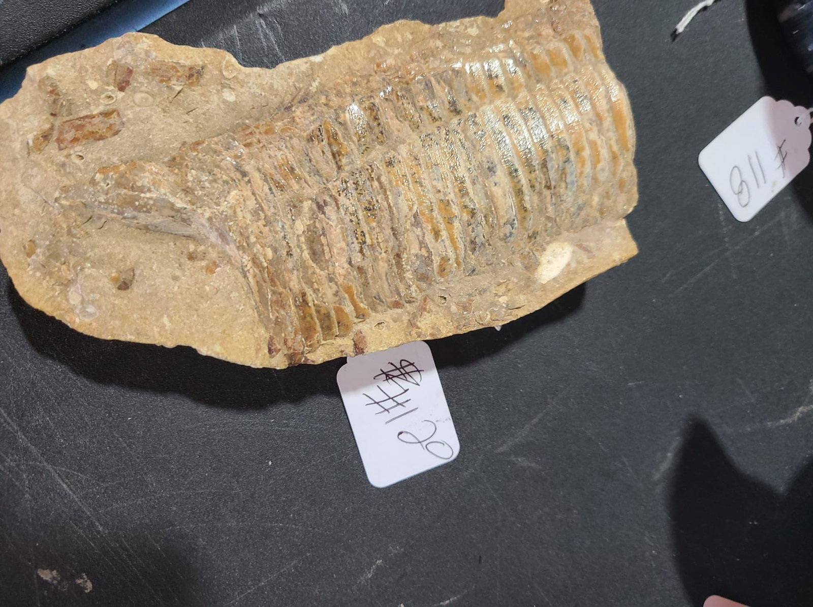 Fossil Stone: Wyoming