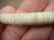 213: Matching Shell beads Santa Domingo - 2