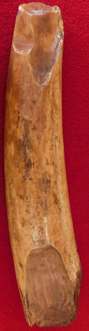 Large Eskimo Hand Axe: Large Eskimo Hand Axe, pre-historic item. Made of bone, the axe measures 11.5" x 2.5" x 2". Found near Sitka, Alaska. Possibly used to chop meat. Condition: As found, chips from use, see images. Shipp
