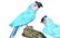 Turquoise Parrots Adorned with Semi-Precious Stones - 3