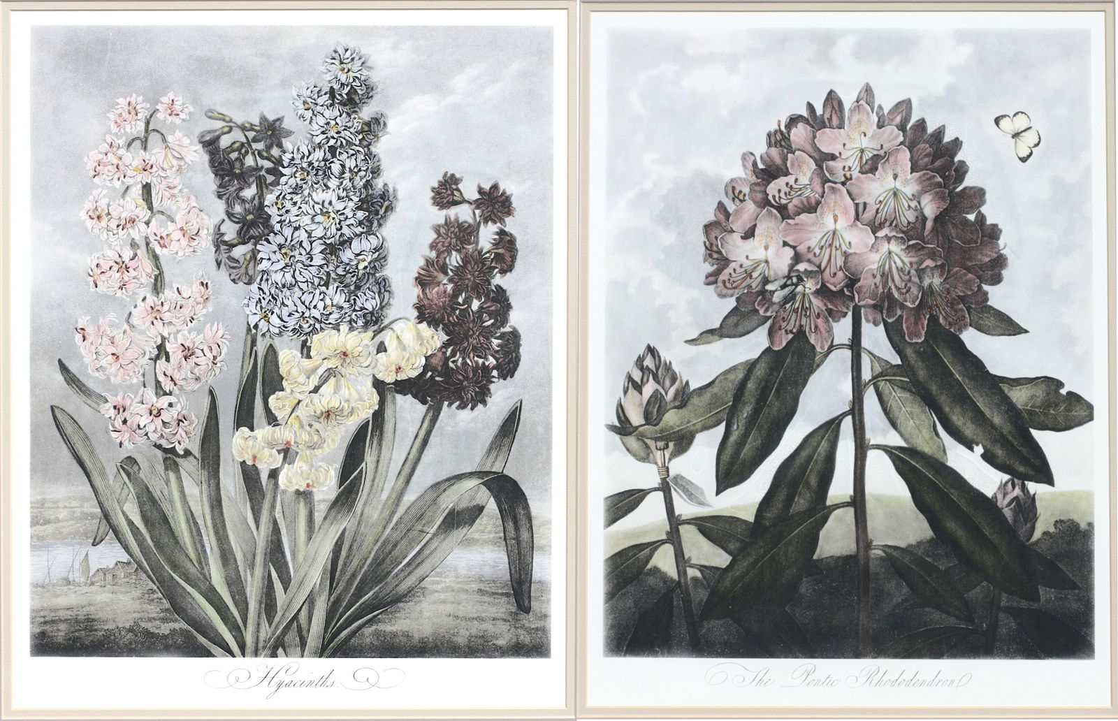 Two Botanical Lithographs, Thorton, Temple of Flora (1 of 11)